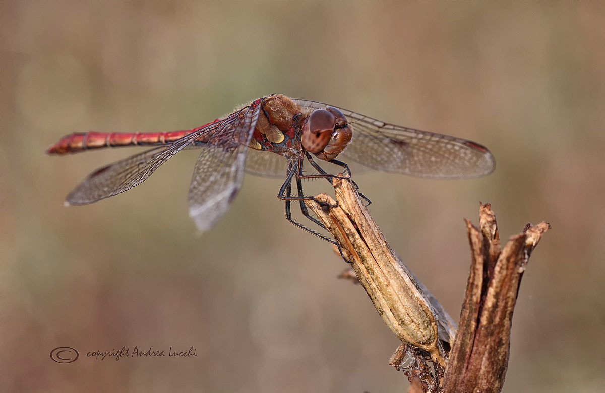 Red Dragonfly...