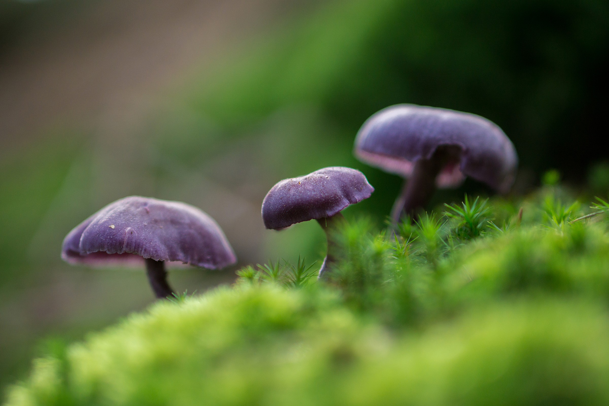 Violet mushrooms...