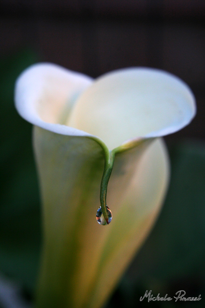 The drop of dew...