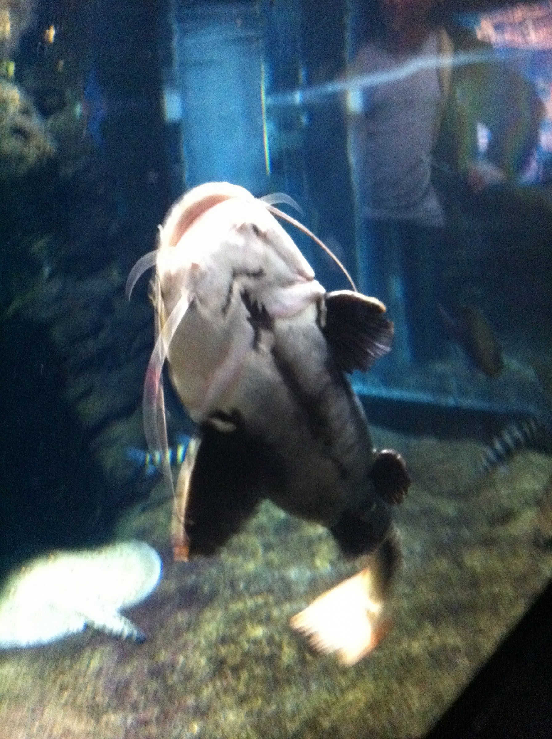 Acquario genova...