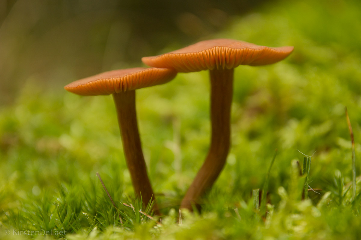 Mushroom from October 2014...