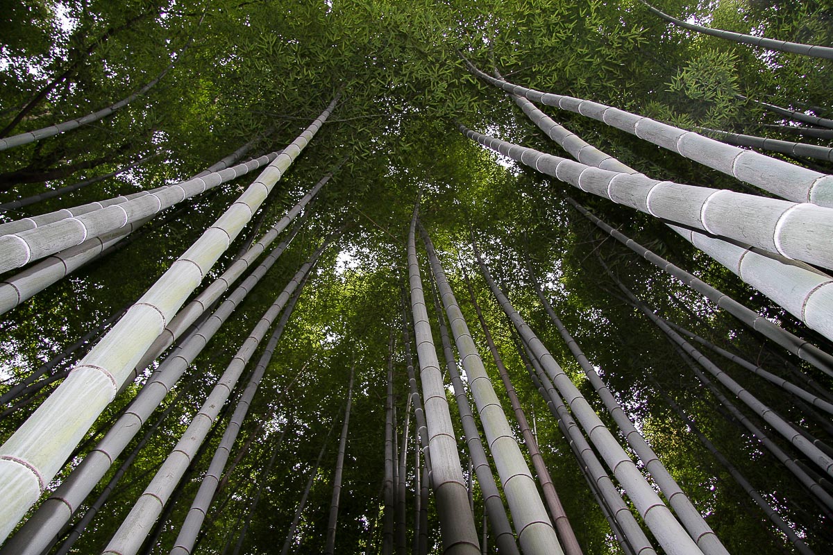 Foresta di bambù...
