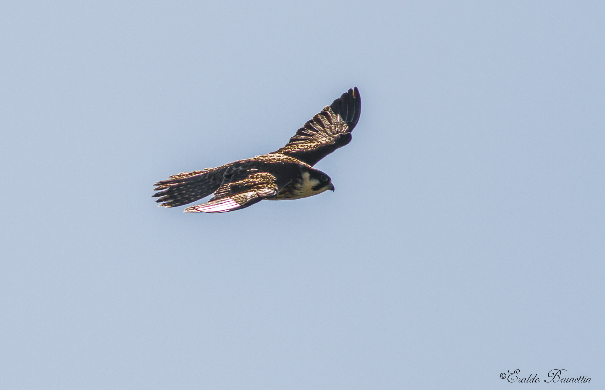 Peregrine Falcon (Falco Peregrinus)...