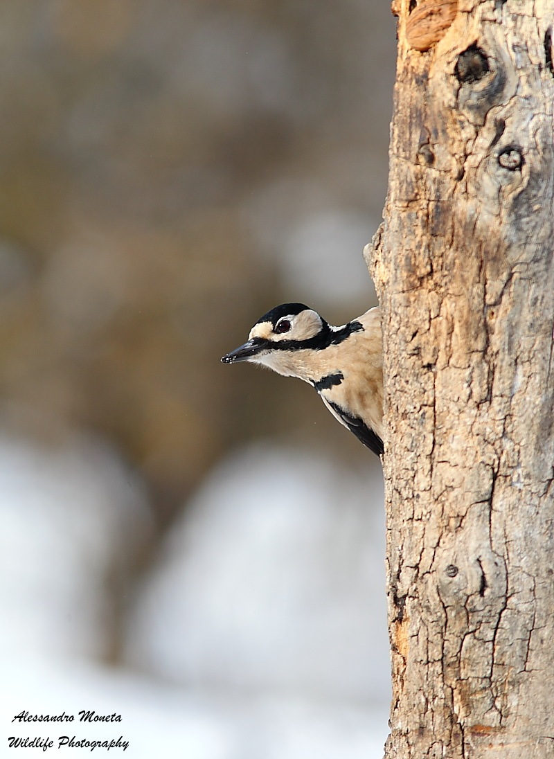 Great Spotted Woodpecker female...