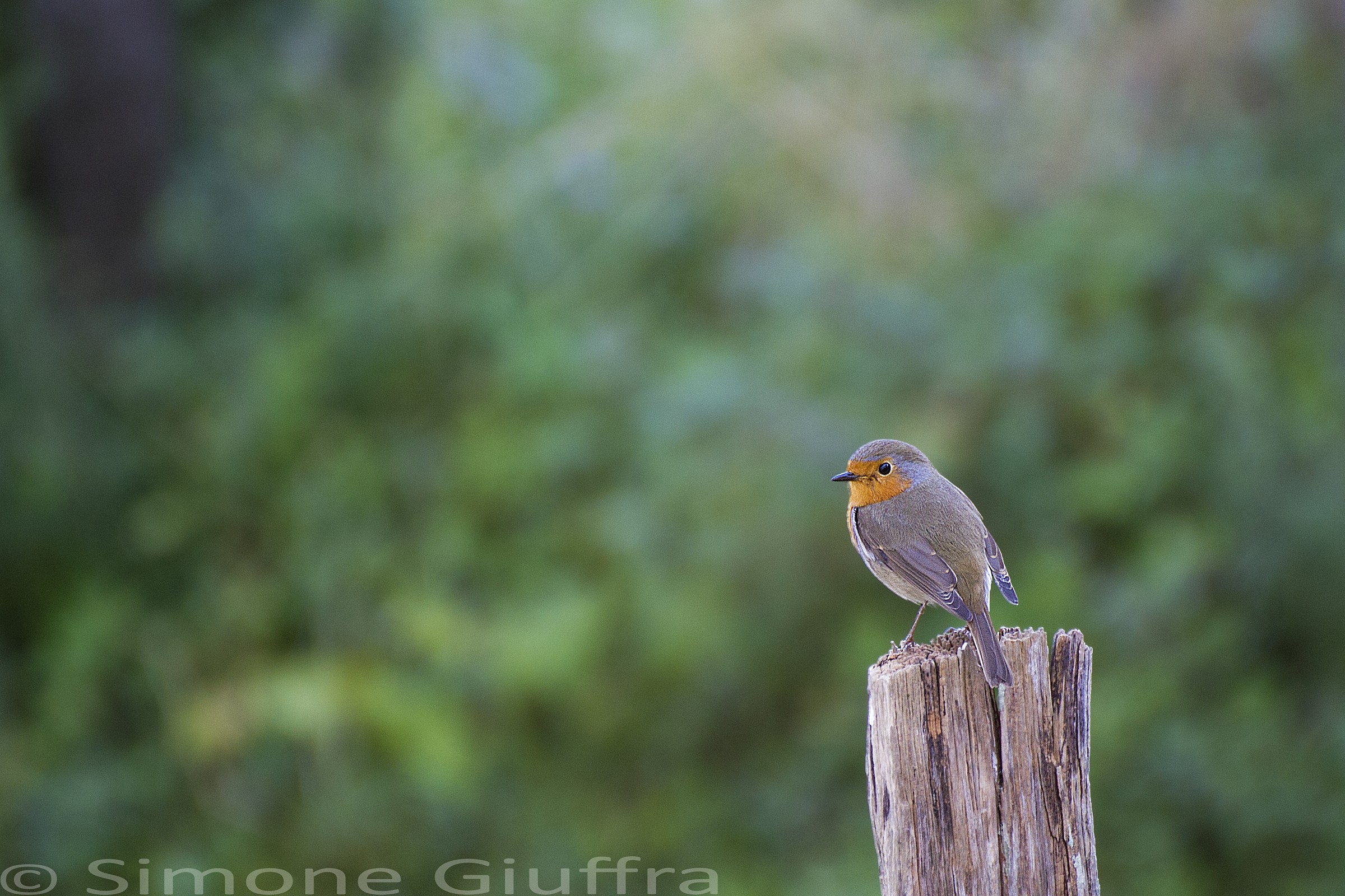 Robin...