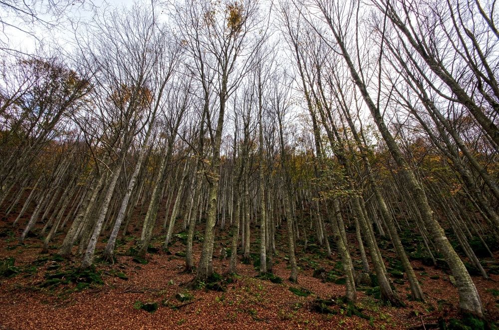 Naked Trees...