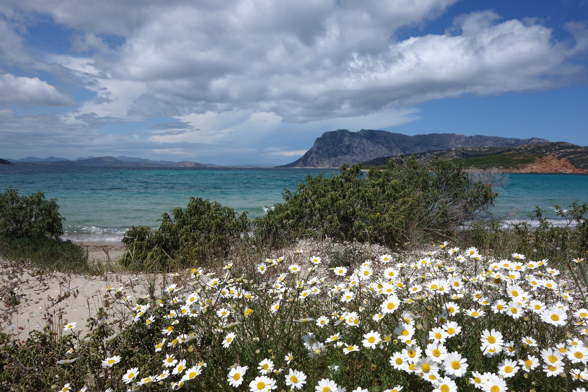 Sardinia, daisies along the beach of Coda Cavallo...