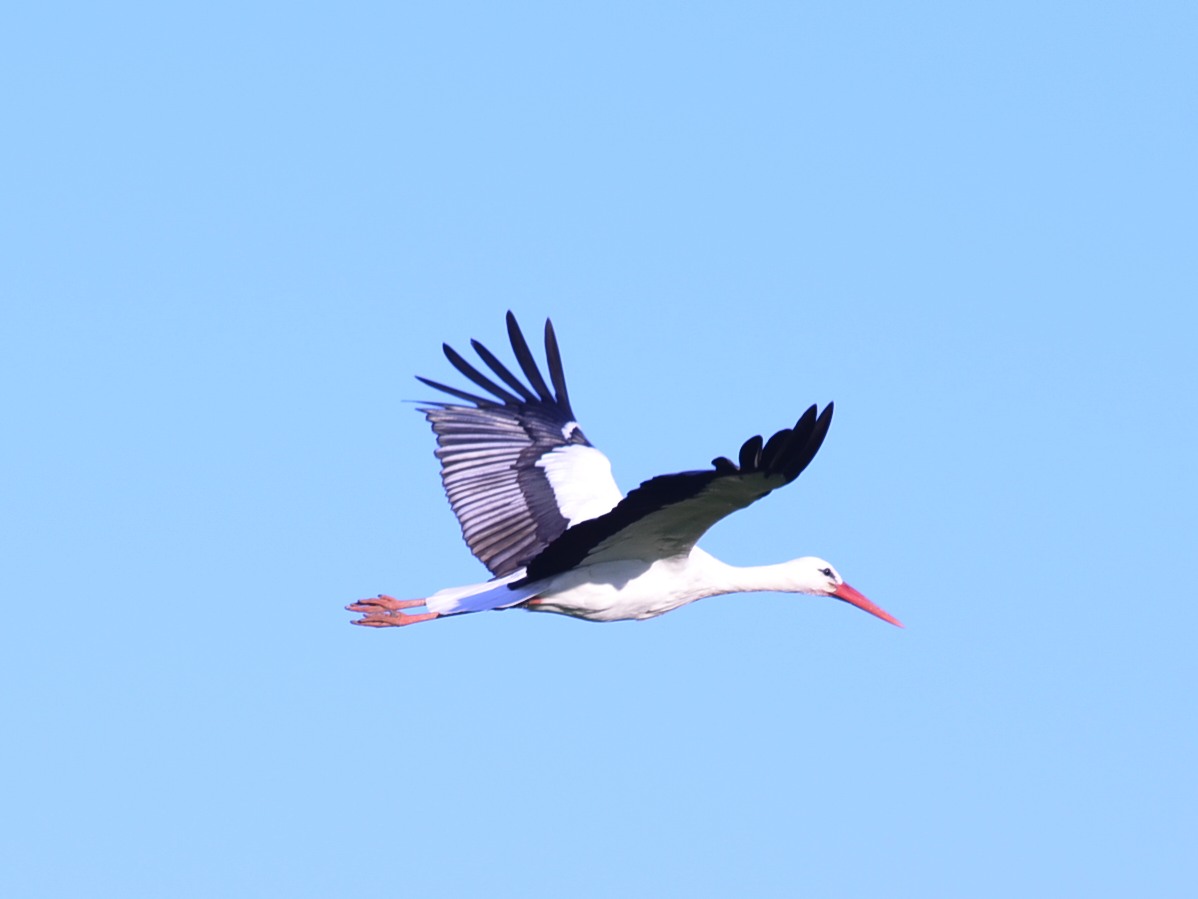 Storks in Friuli...