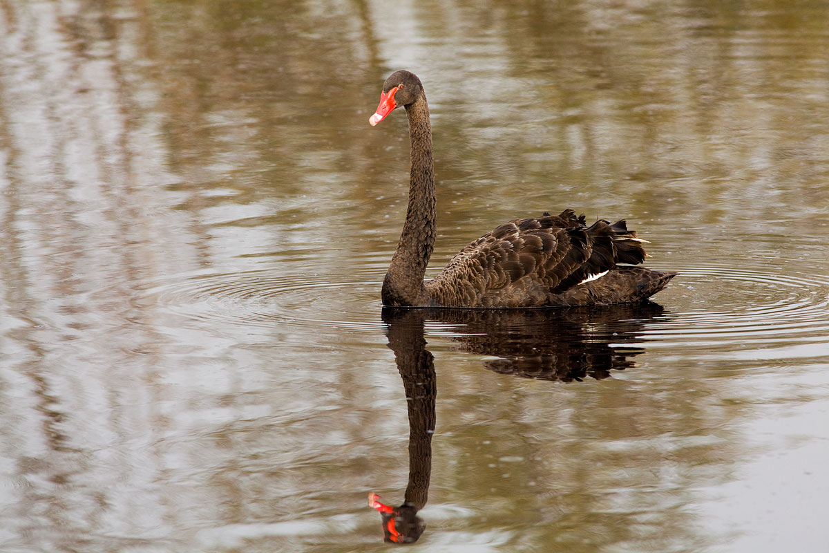 cigno nero...