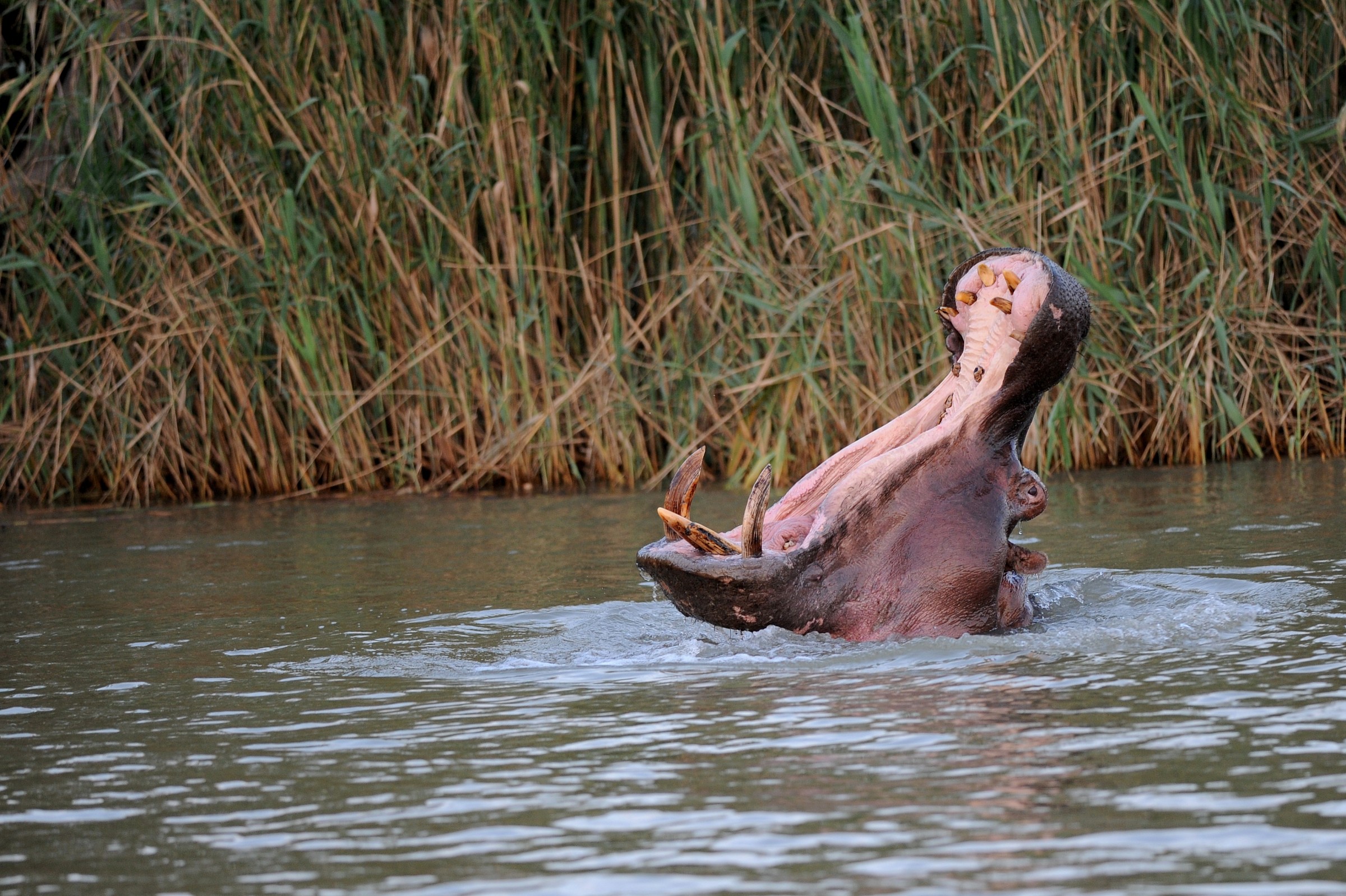 Hippo, South Africa...