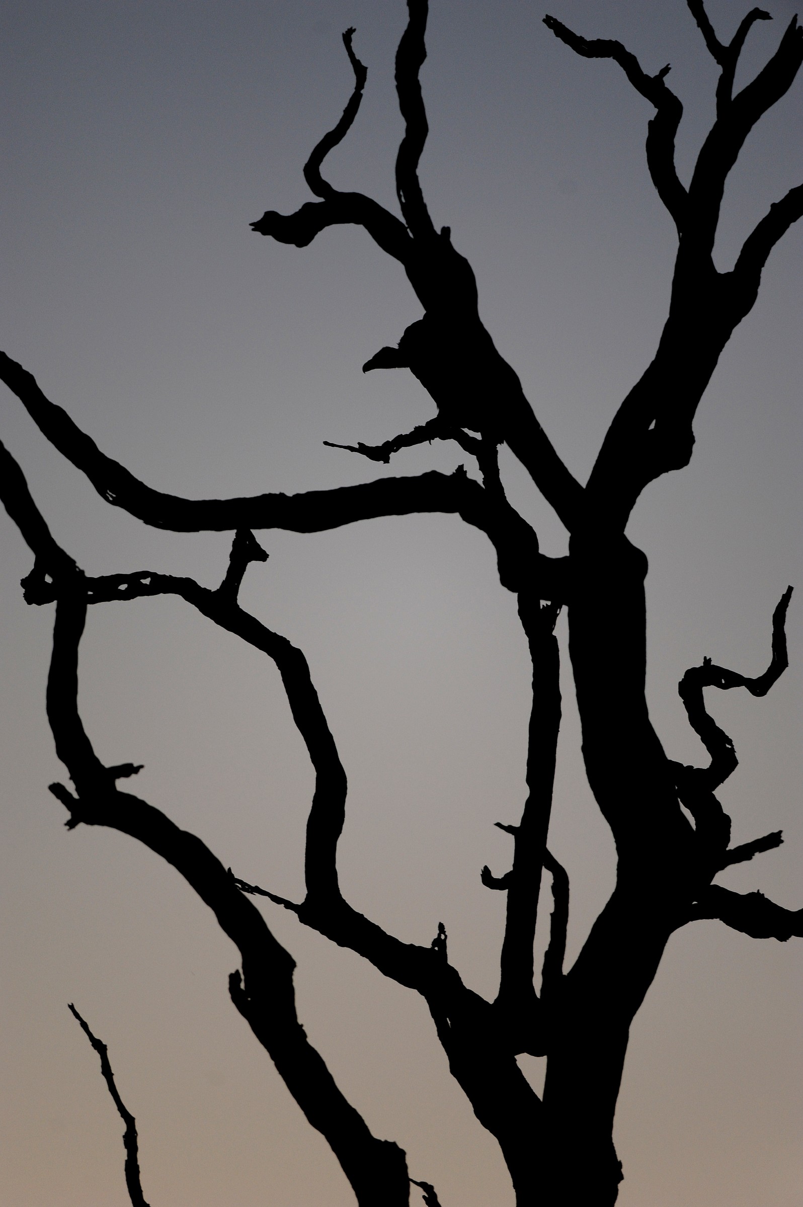 Vulture or branch? South Africa...