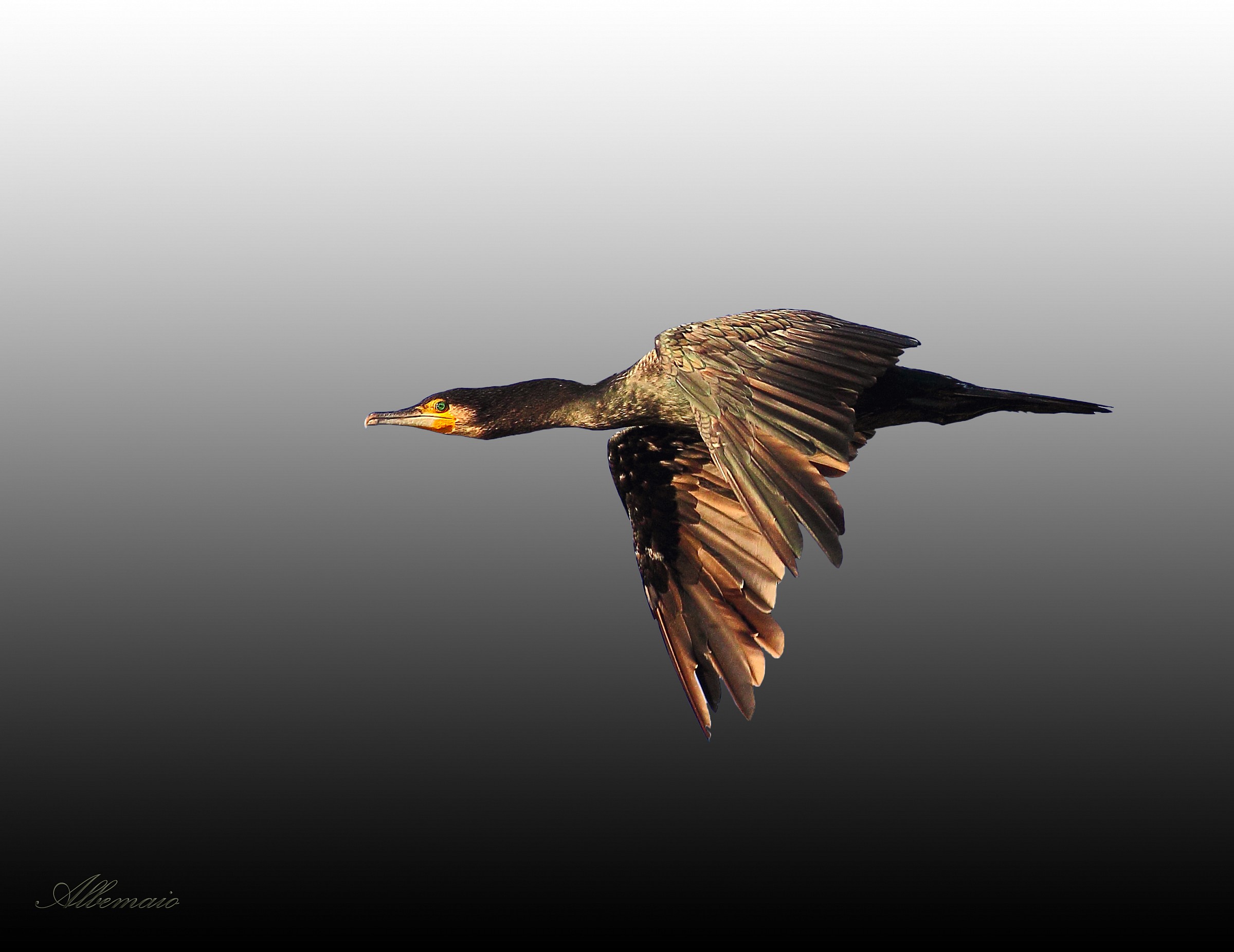 The Flying Cormorant...