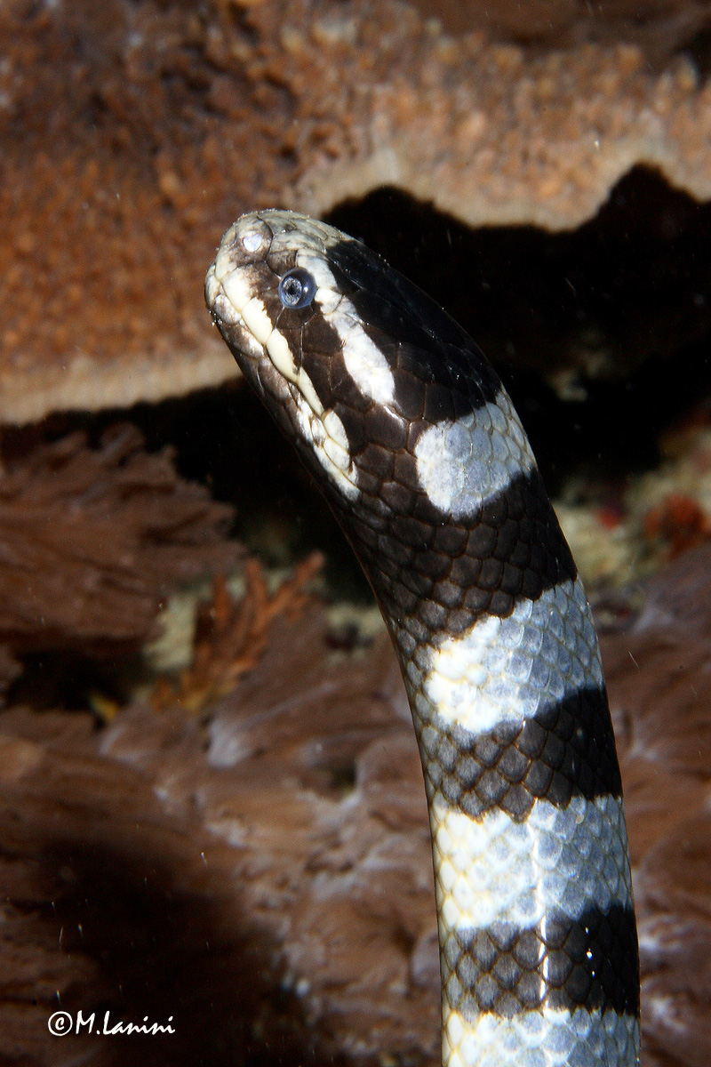 Sea Snake (Laticauda columbrina)...