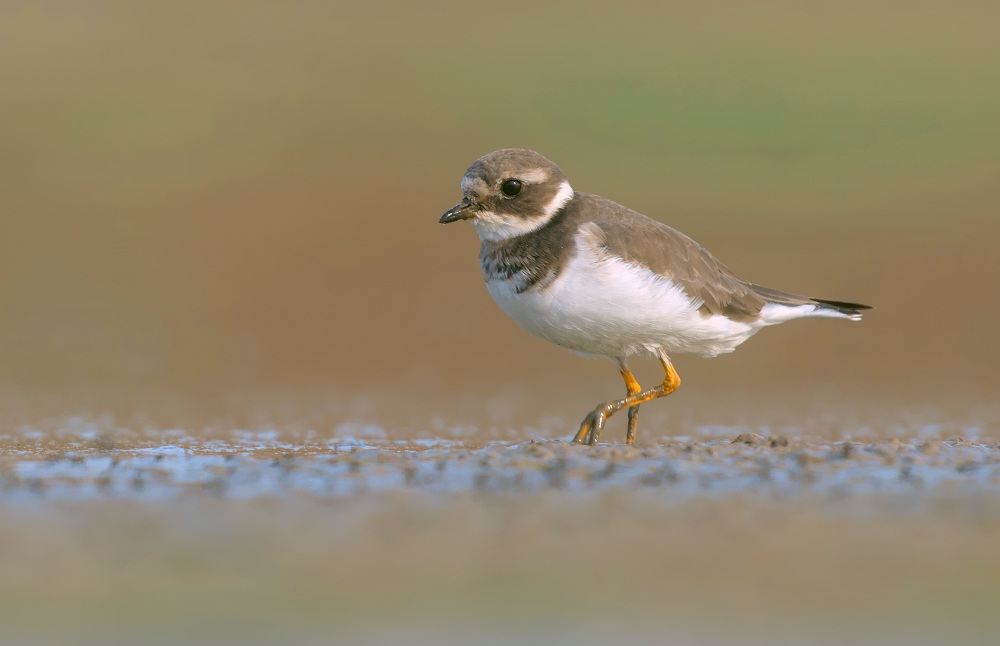 common ringed plover...