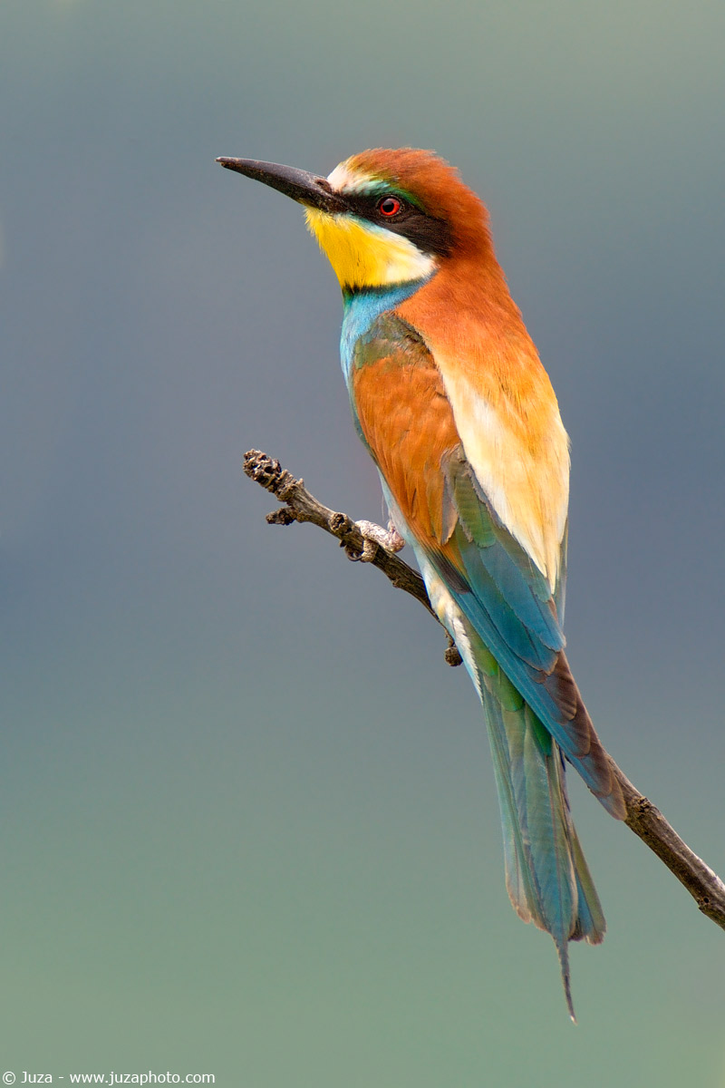 Bee-eater Merops (eater), 002753...