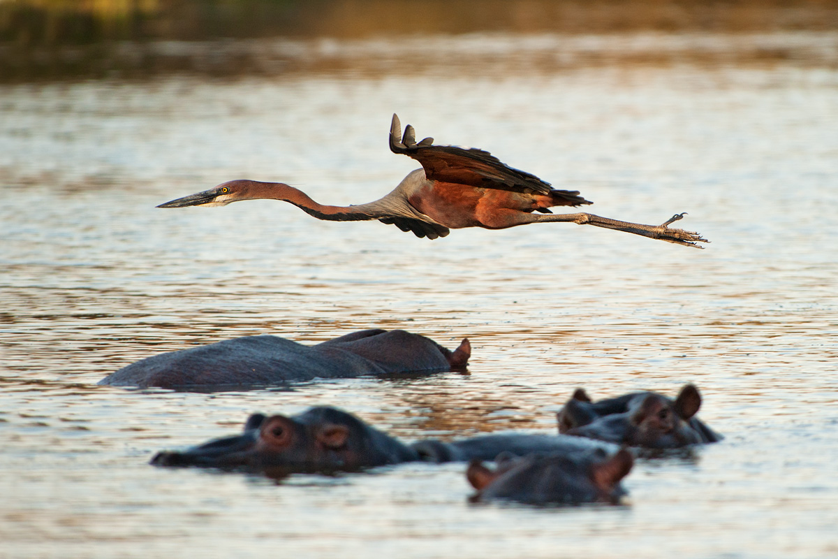 flying hippos...