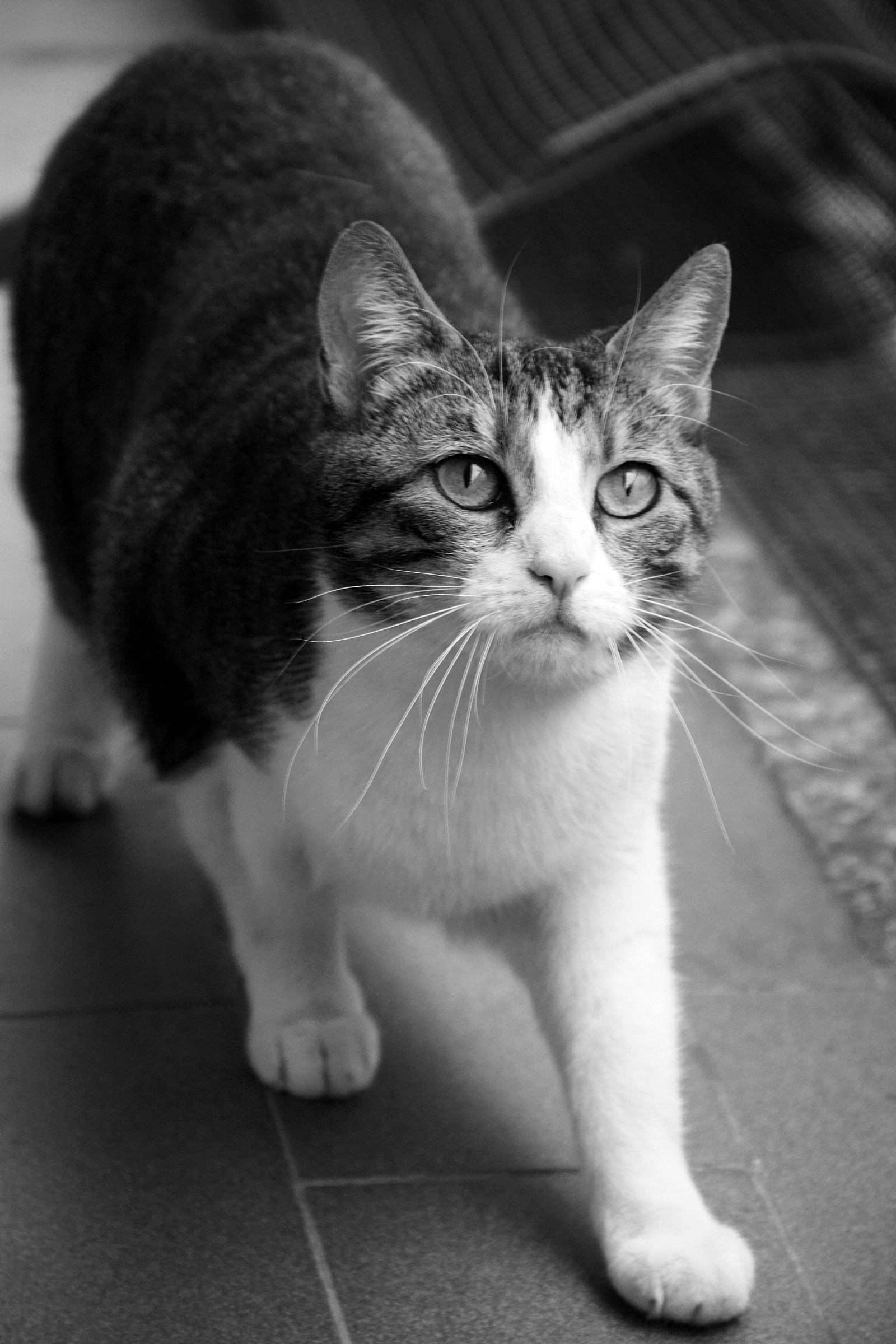 Milù...