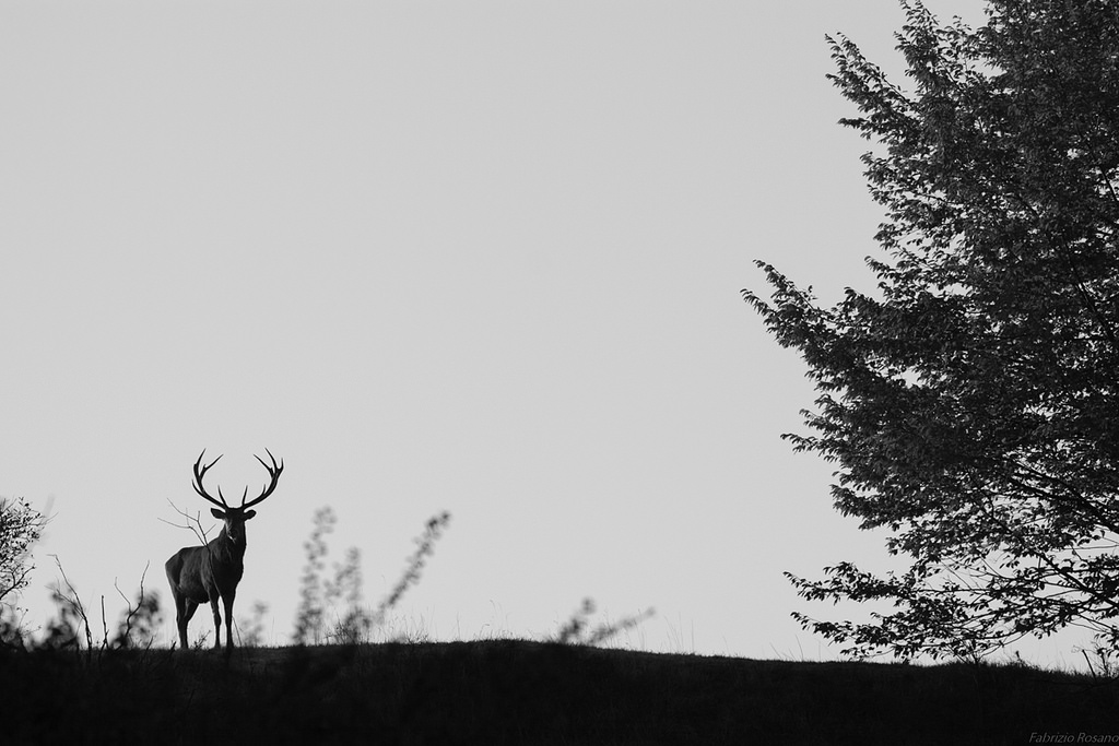 Deer at dawn...