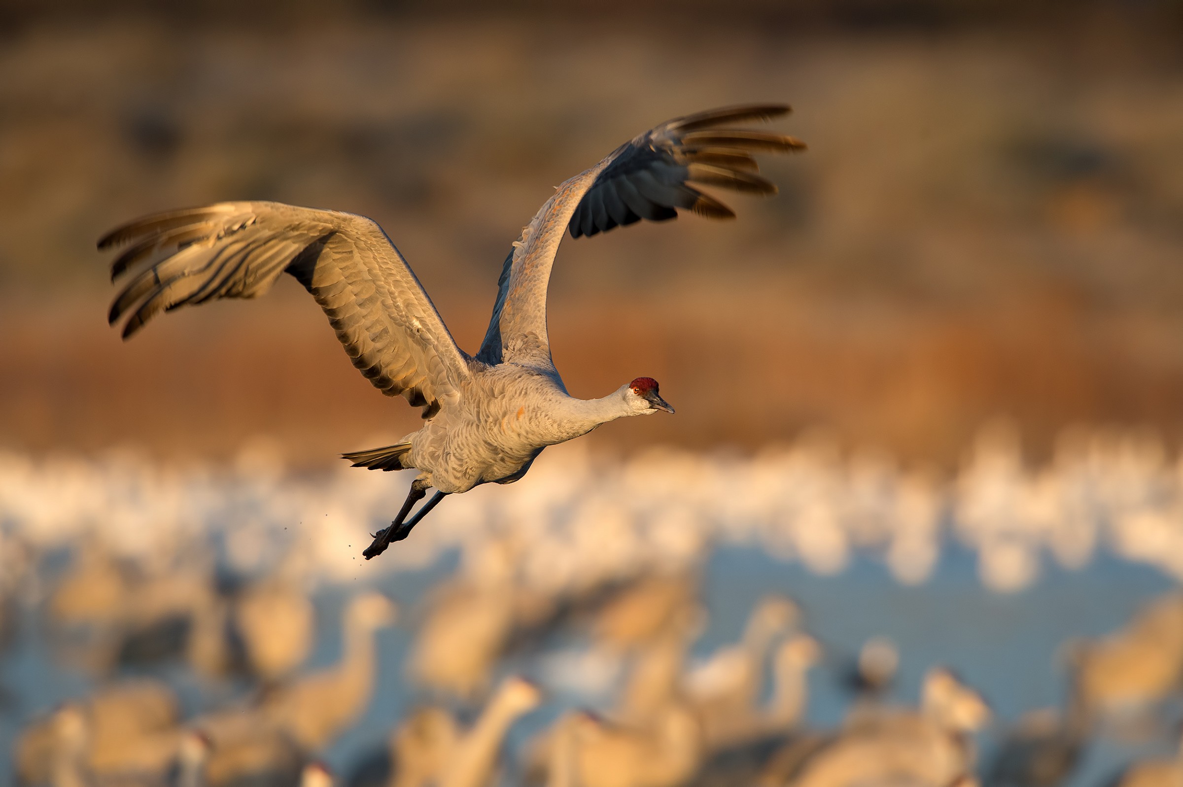 Cranes at the first light of day...