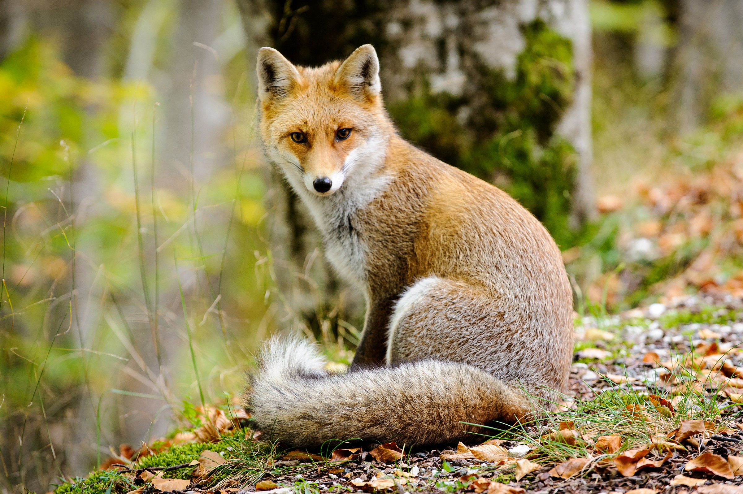 Fox (Vulpes vulpes toschii)...