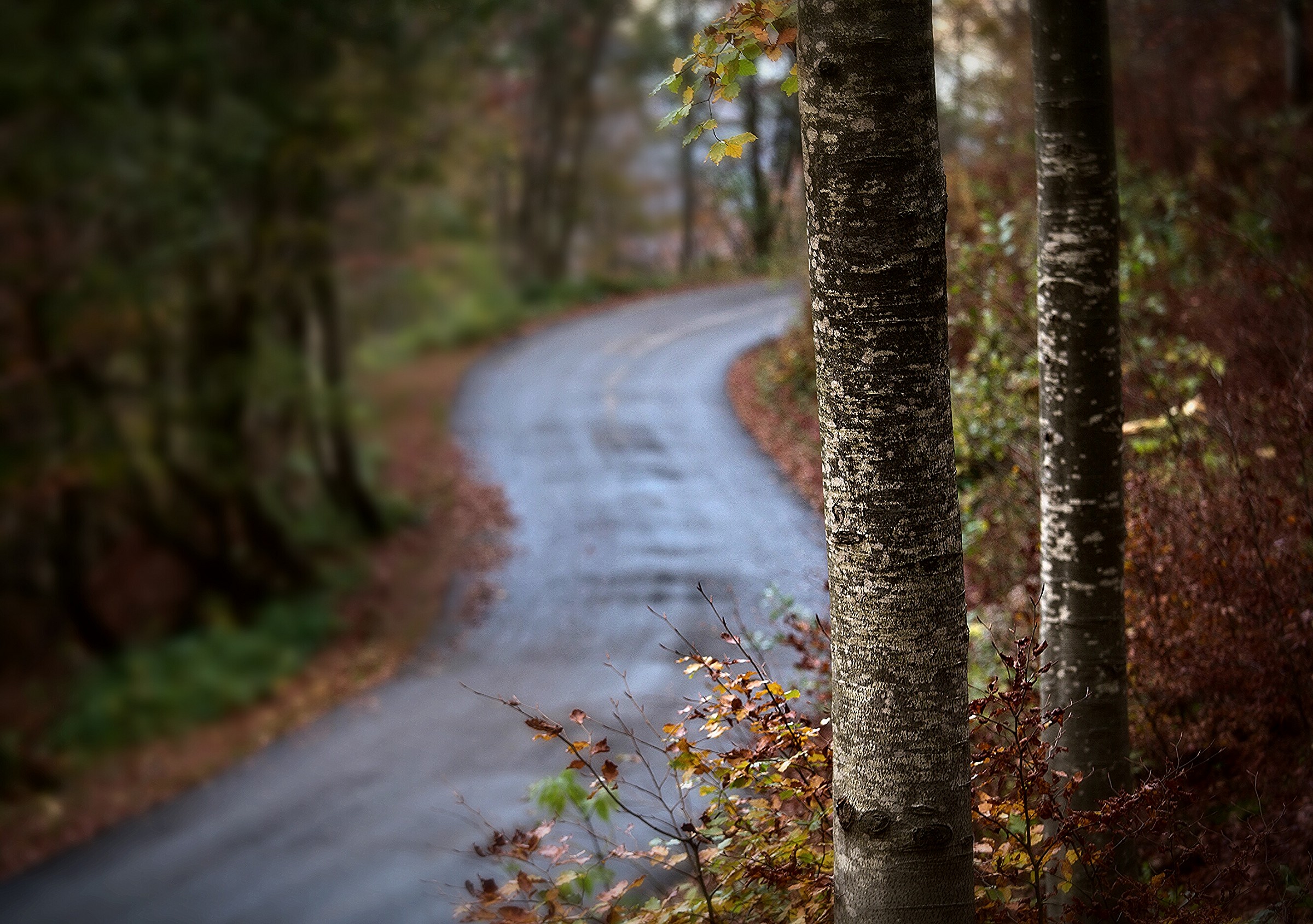 autumn road...