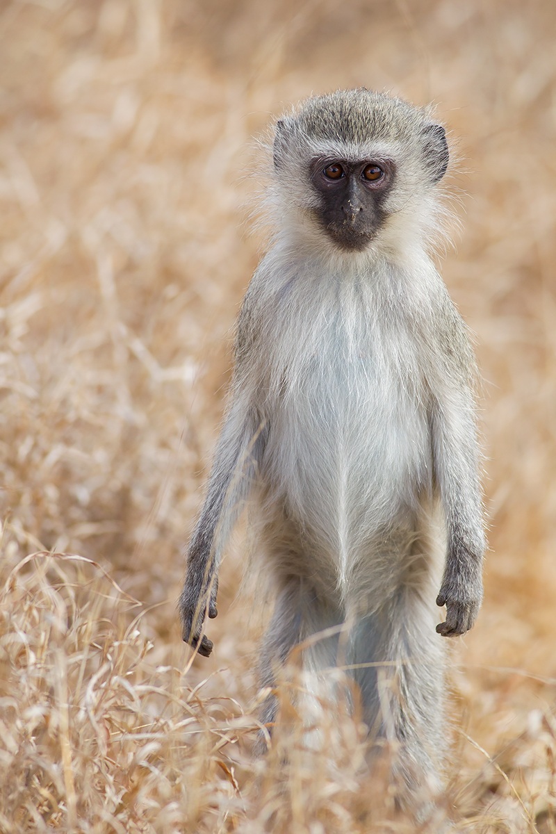 African Vervet Monkey...