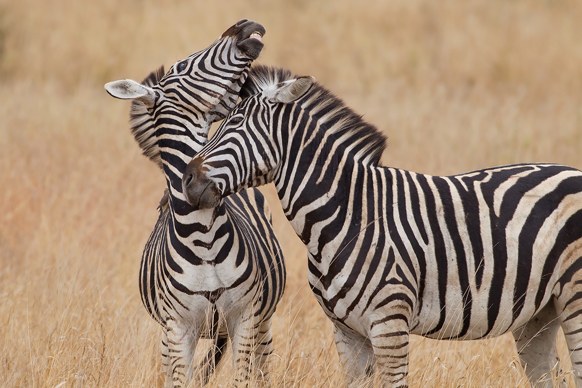 Exchange of tenderness - Zebra...