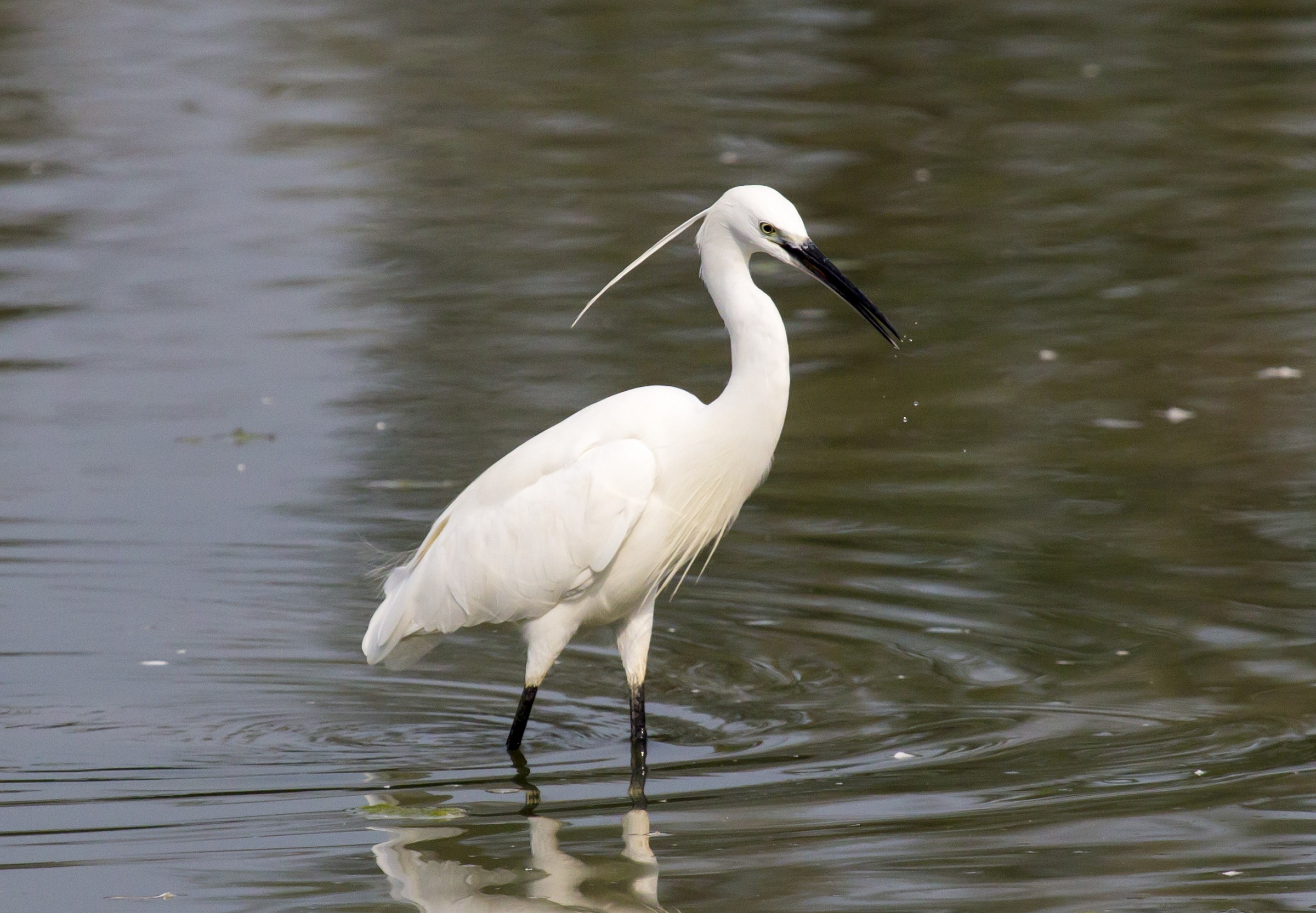 Egret...