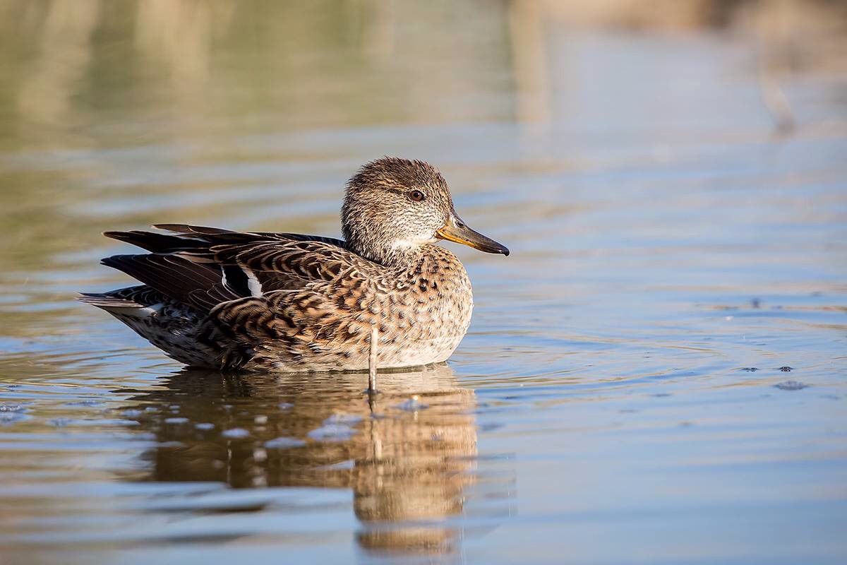 Teal female...