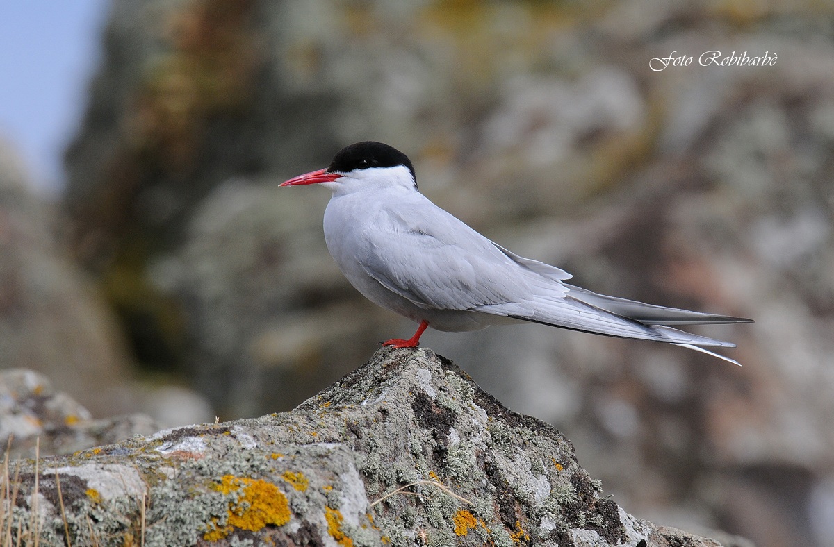 Arctic Tern ......