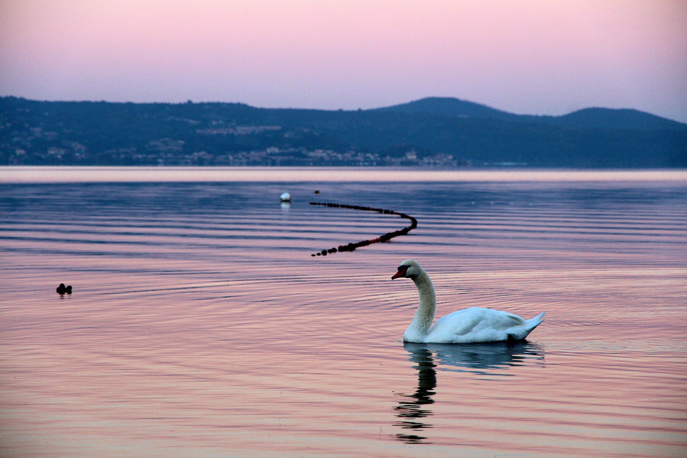 Swans in Bracciano...