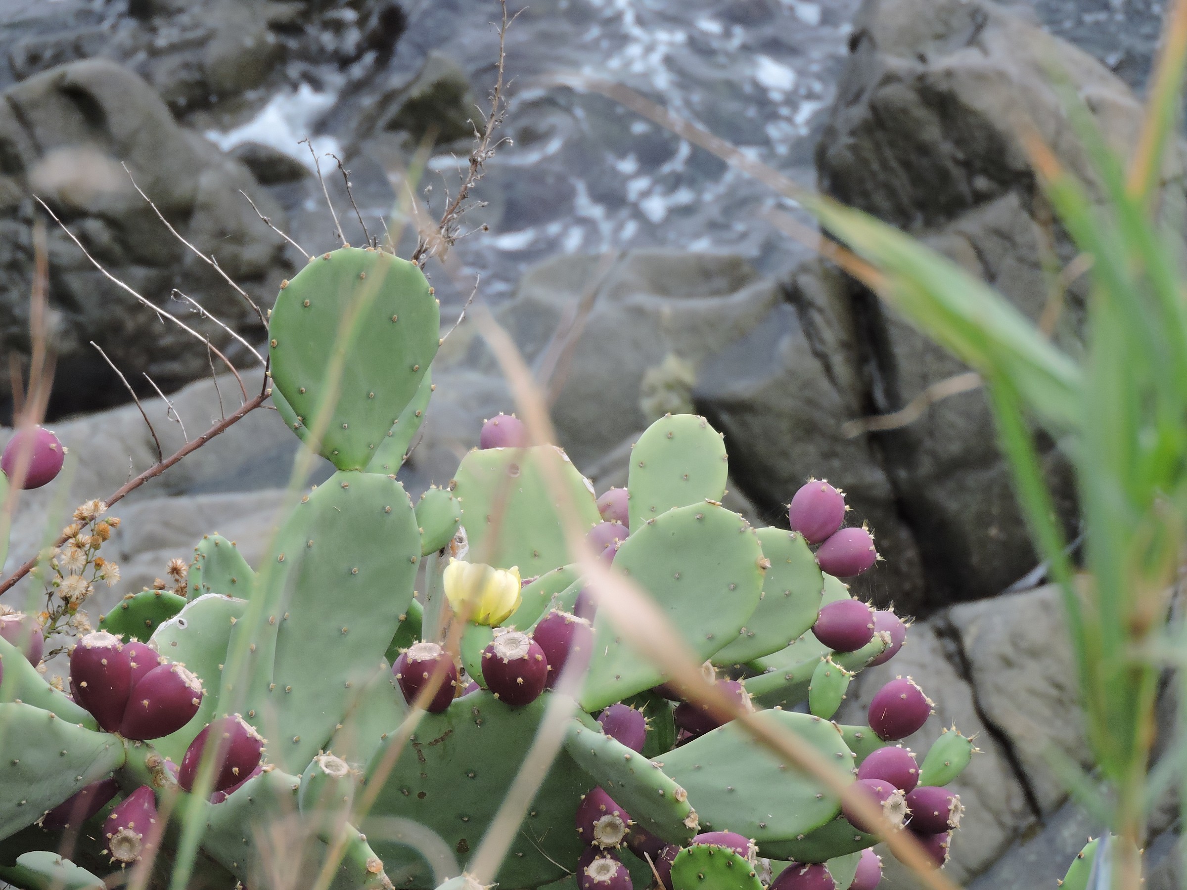 prickly sea...