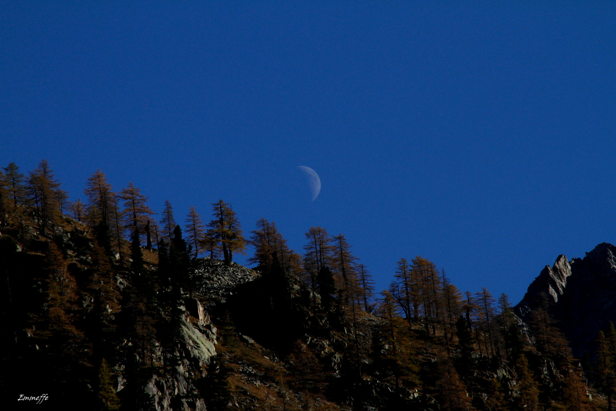 The larches and the moon...