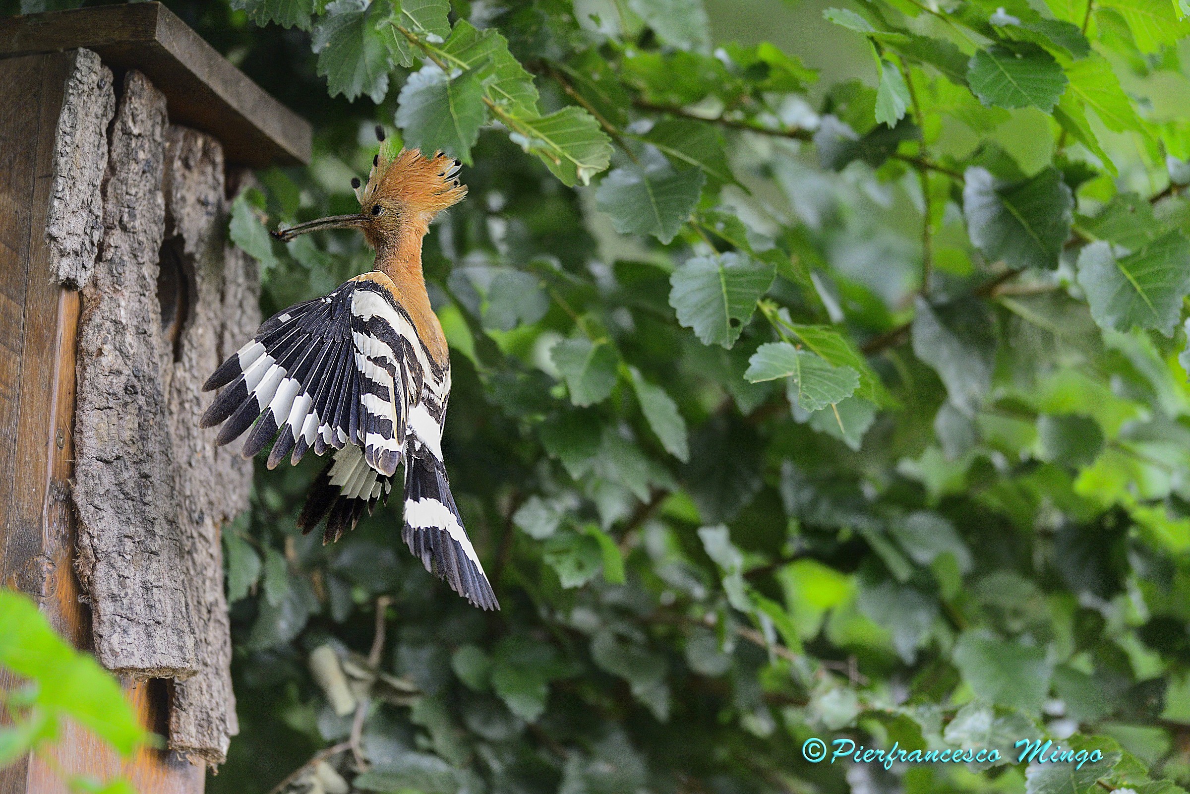 an artificial nest for the hoopoe...