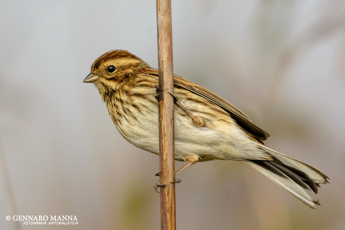 Reed Bunting (Common reed bunting)...