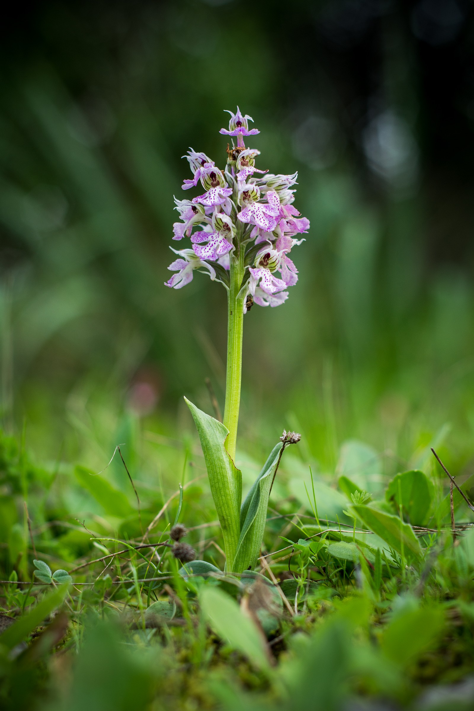 Wild Orchid...