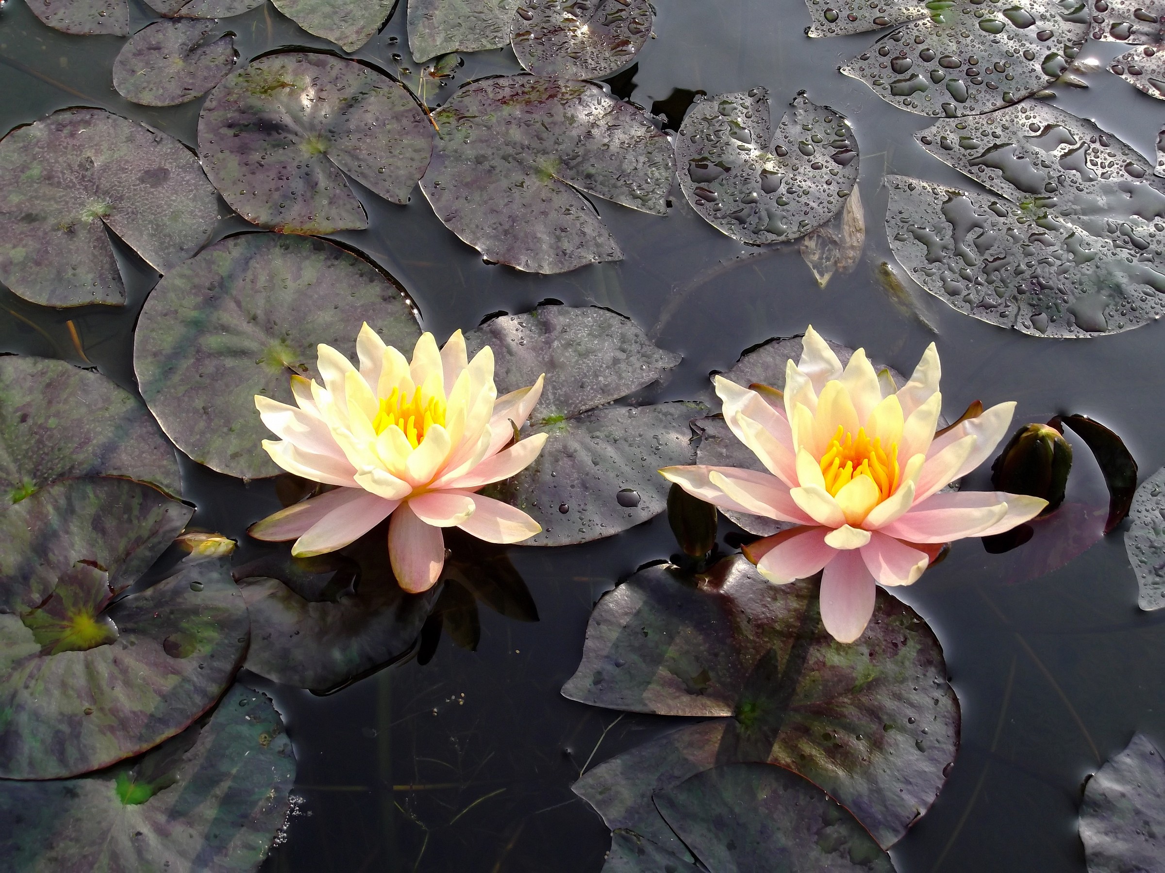 Water Lilies...