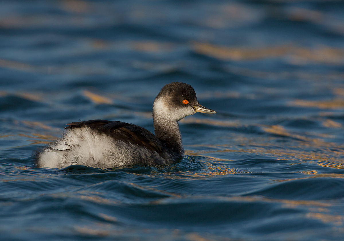 Eared Grebe - Great Crested Small...