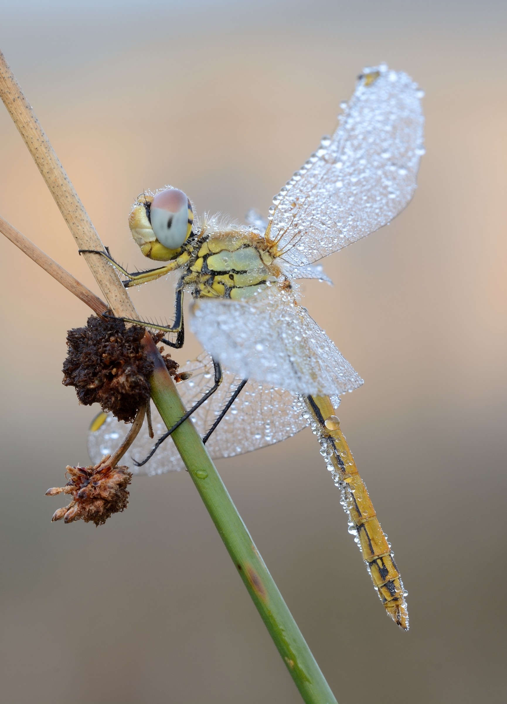 Dragonfly (Sympetrum fonscolombii)...