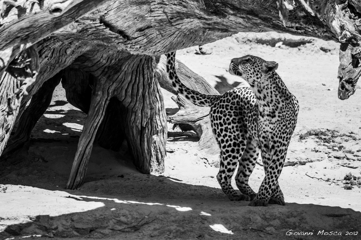 The leopard and the tree...