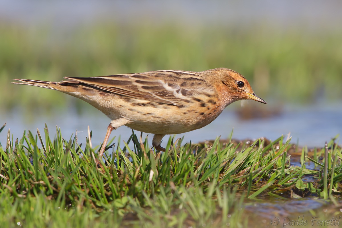 Red-throated Pipit (Red-throated Pipit)...