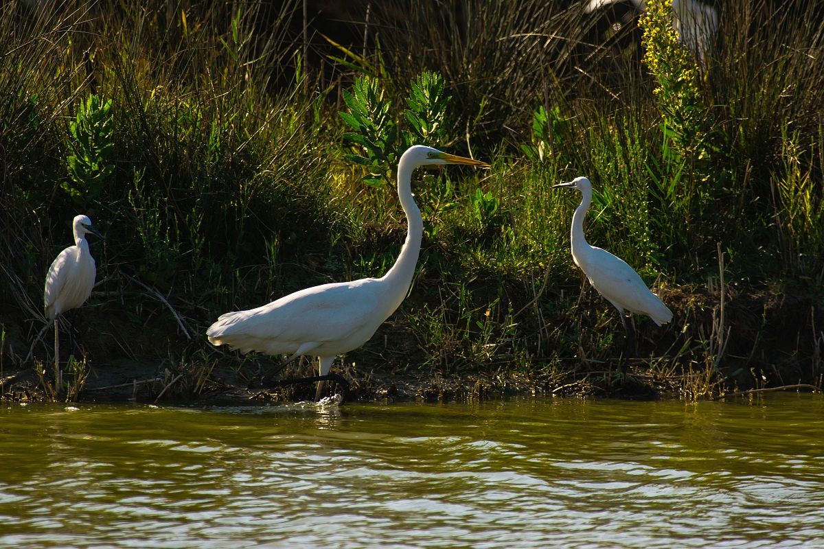 White Heron Major & Egrets...