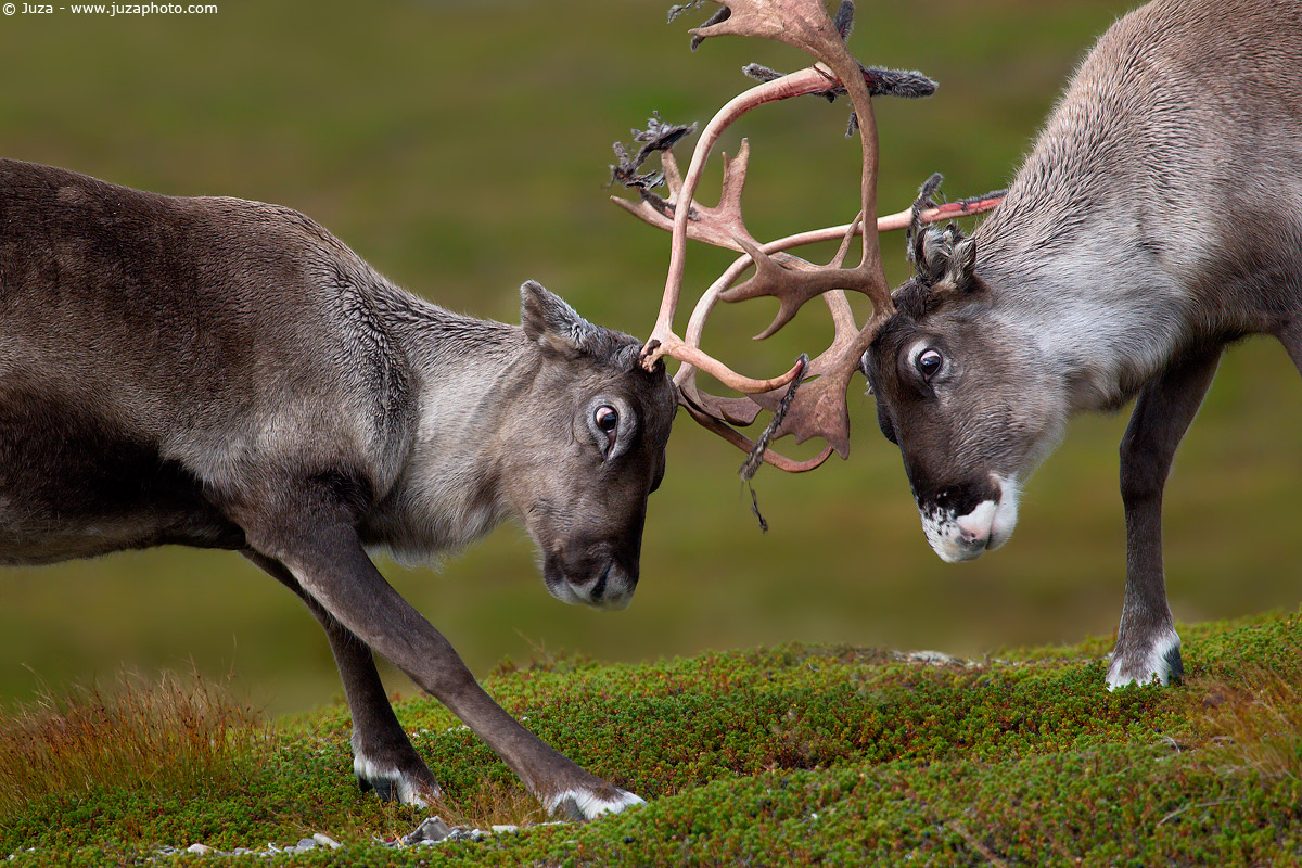 Rangifer tarandus (Reindeer), 006214...
