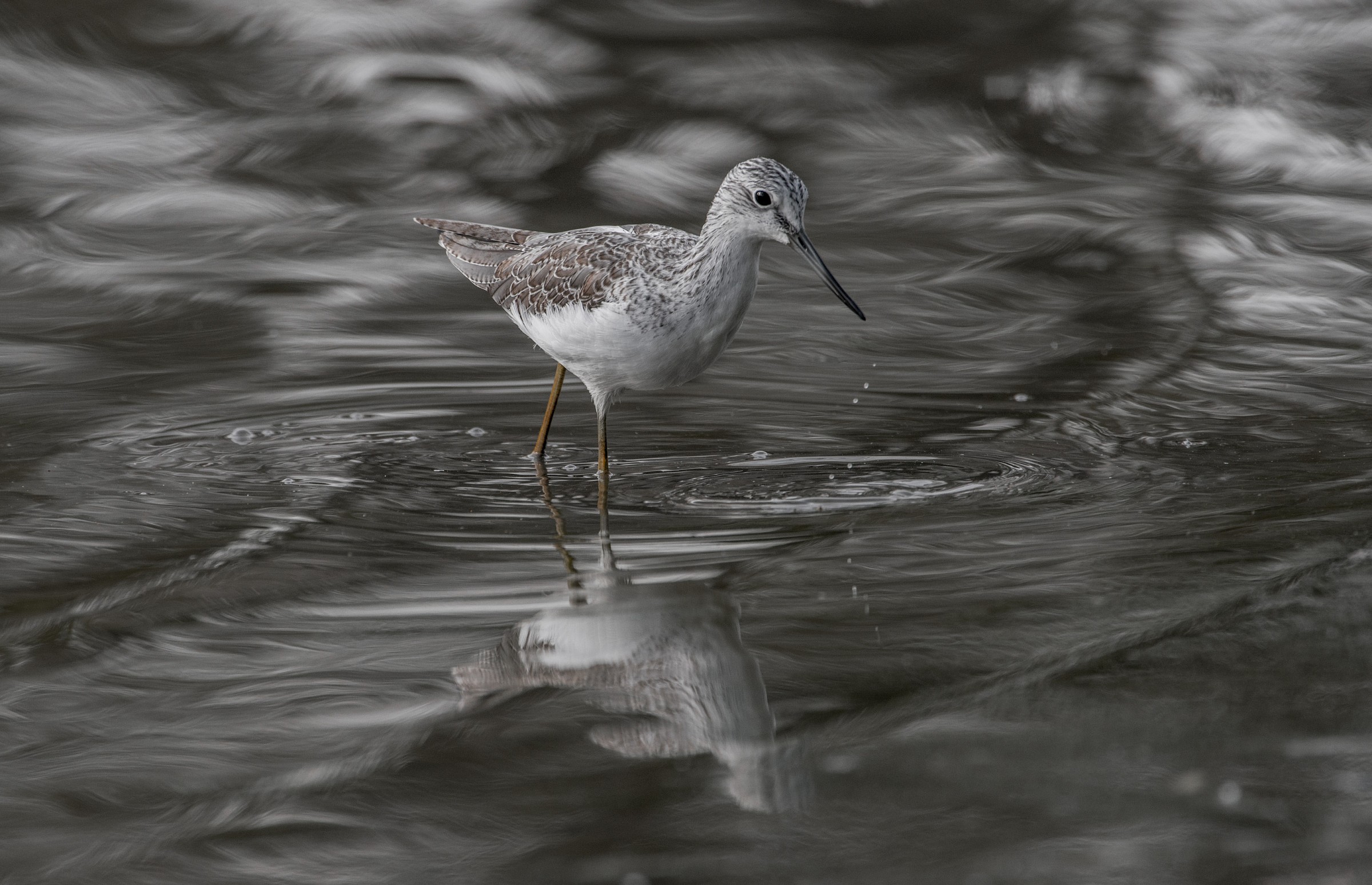 Greenshank...