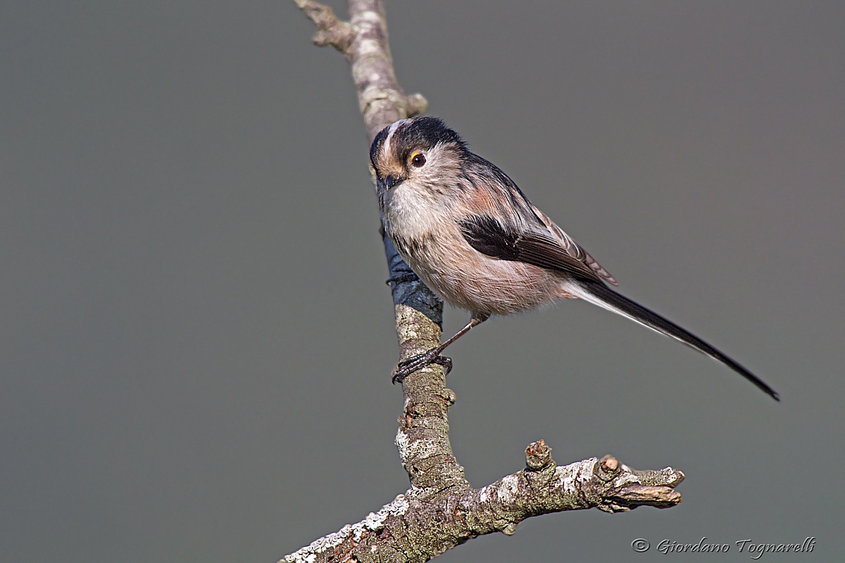 Long-tailed Tit...
