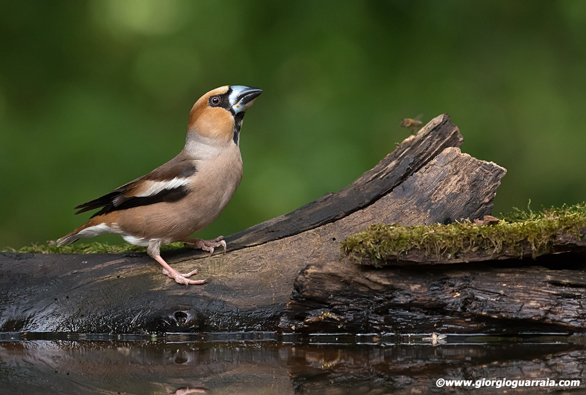 The Hawfinch Higgs...
