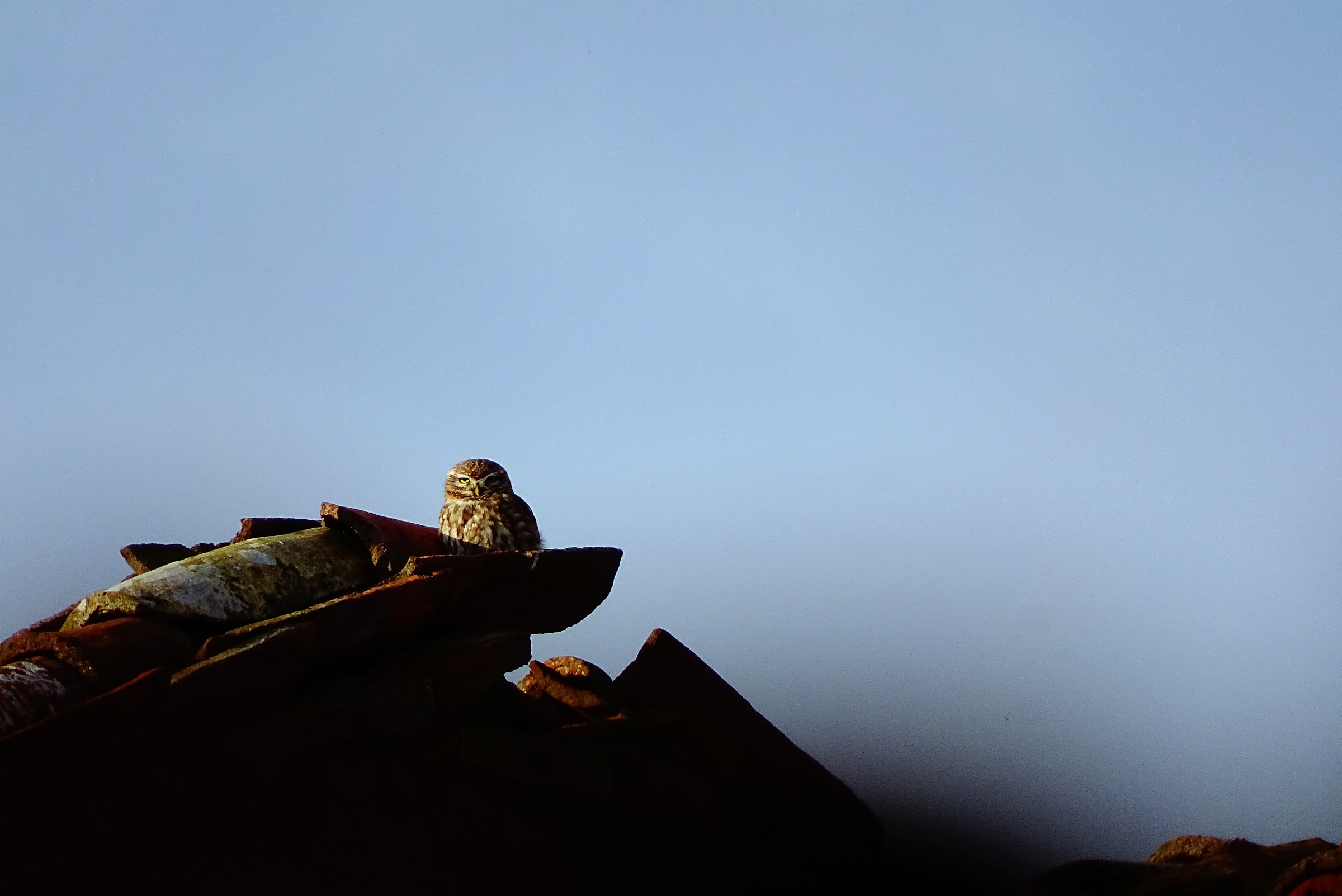 Owl on the roofs...