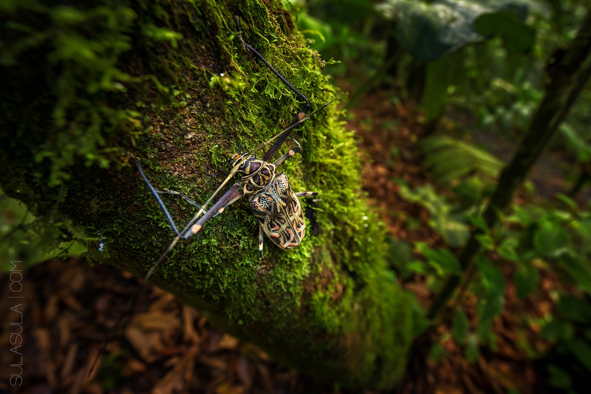 Harlequin Beetle | Ecuador...