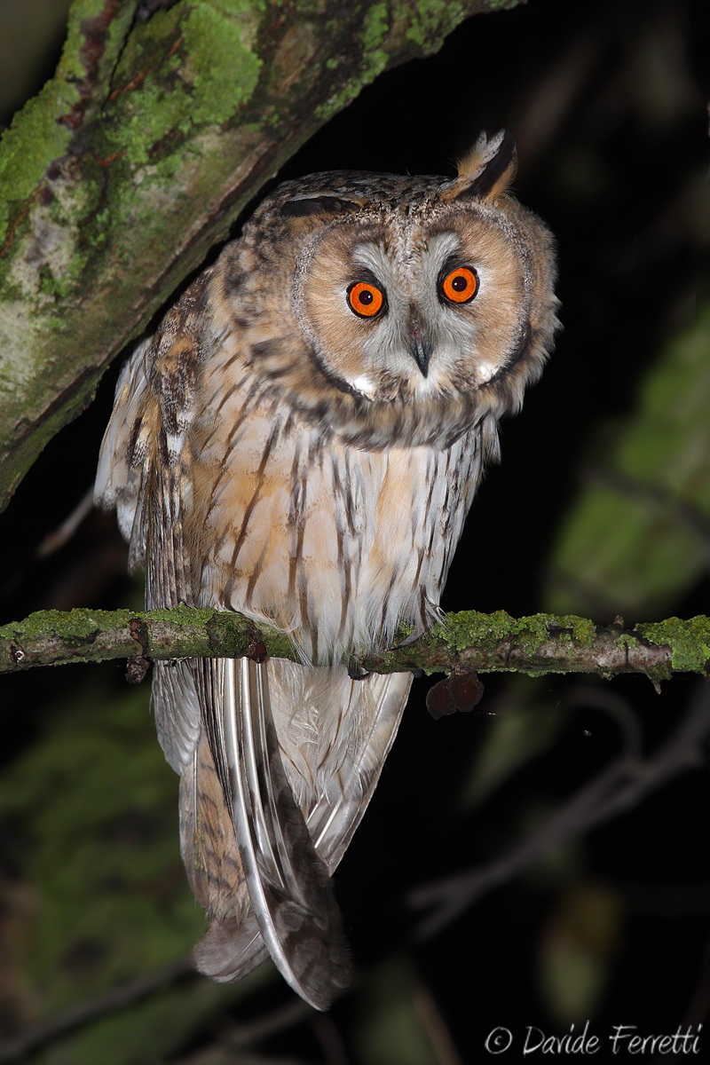 Gufo curioso (Long-eared Owl)...