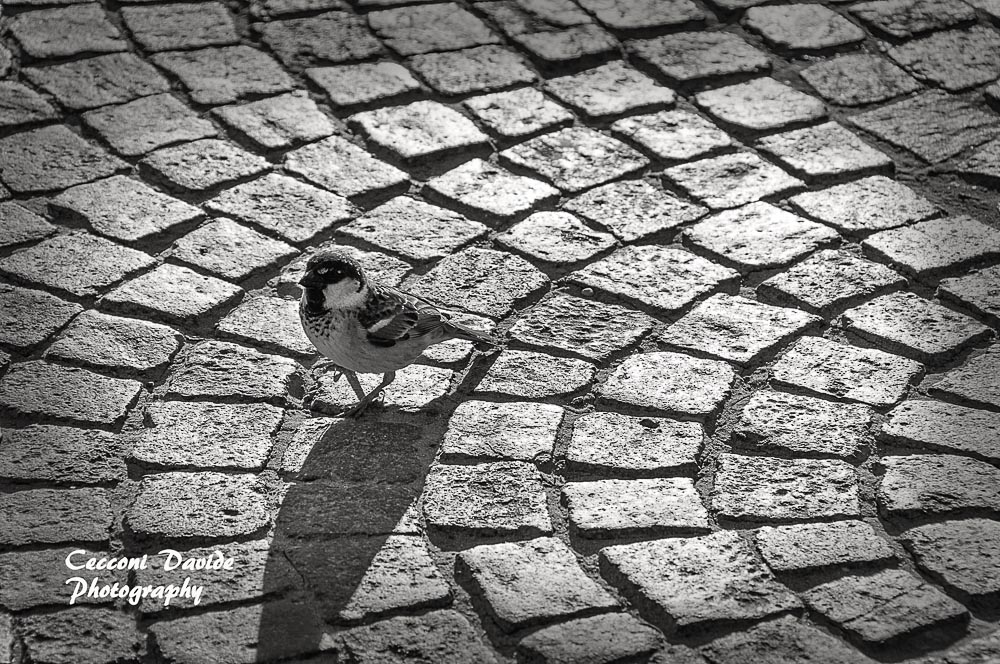 Sparrow on cobblestones...